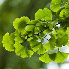 Hilton Herbs Ginkgo (Equine)