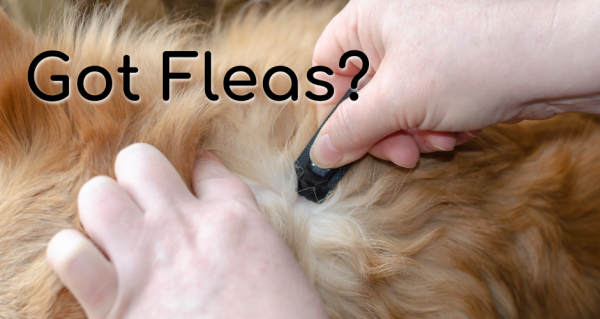 Got Fleas?