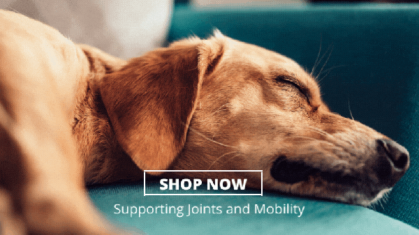 Mobility Support for the Older Pet