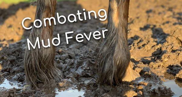 Combating Mud Fever in Equines: Understanding Symptoms, Causes, and Treatments