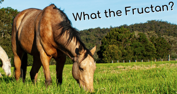 Risk of Laminitis, What the Fructan?