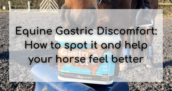 Understanding Equine Gastric Discomfort: How to Spot It and Help Your Horse Feel Better