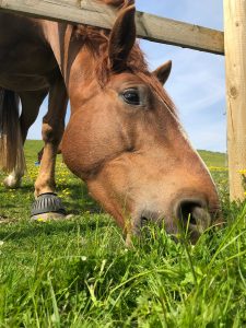 Horse grazing in field