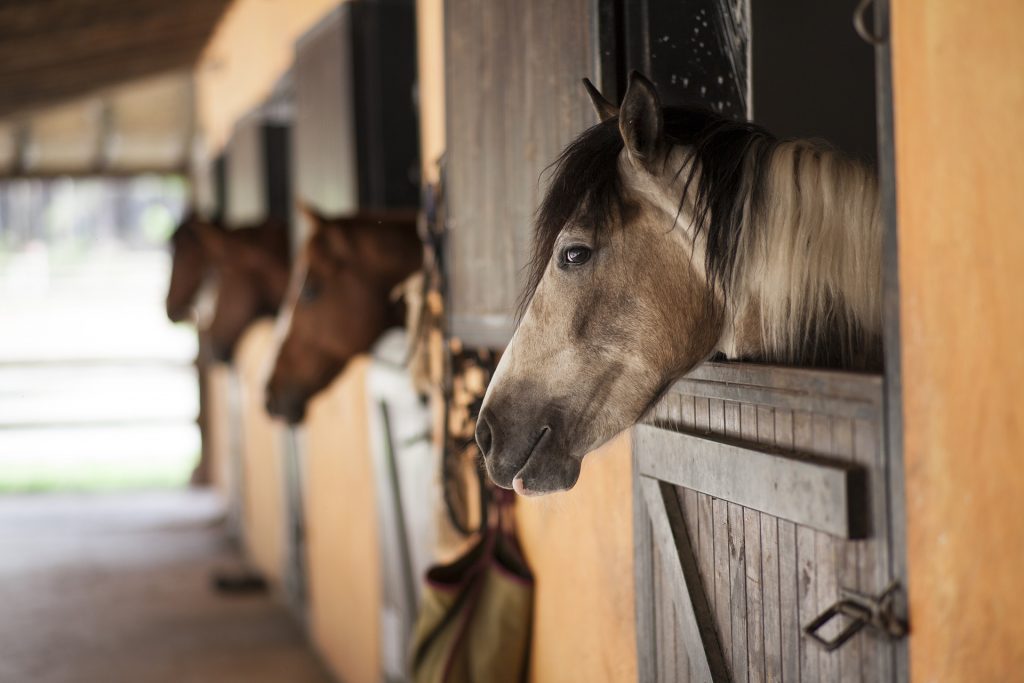 Horses in stables