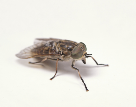 horse fly- fly control