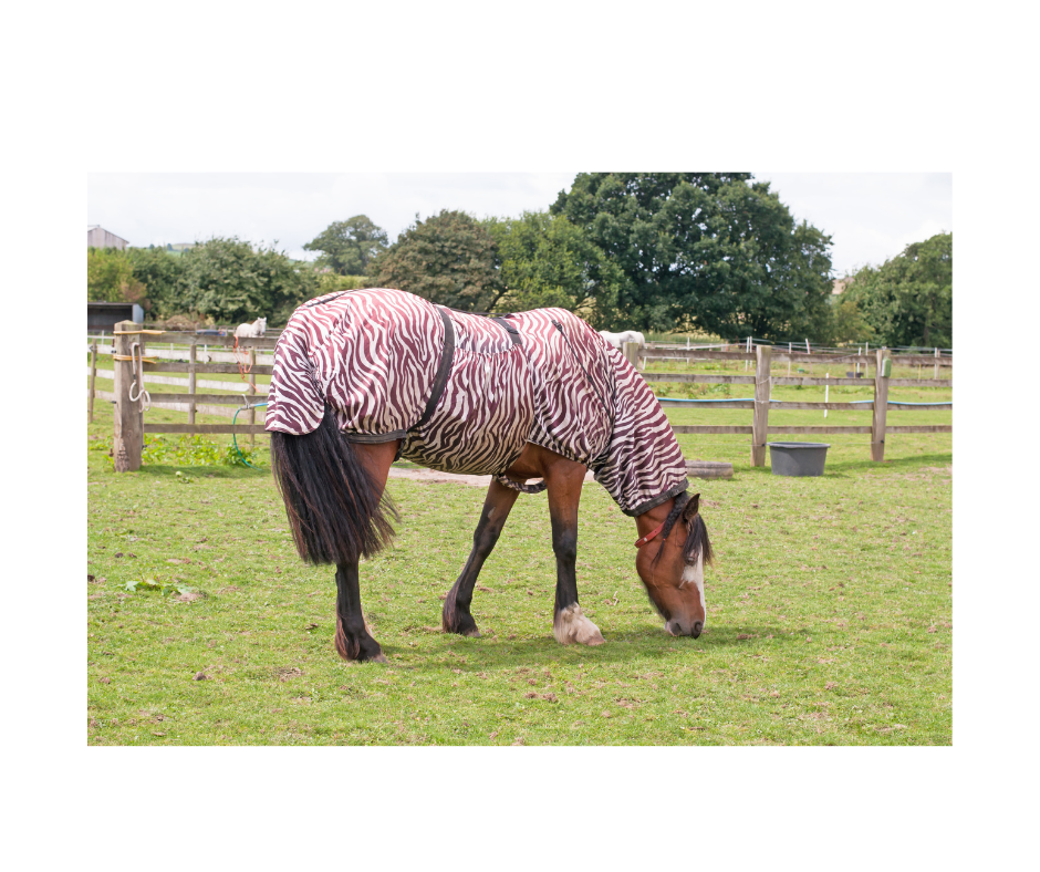 Horse wearing a fly rug - fly control