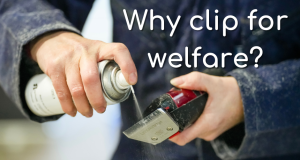 What is clipping for welfare?