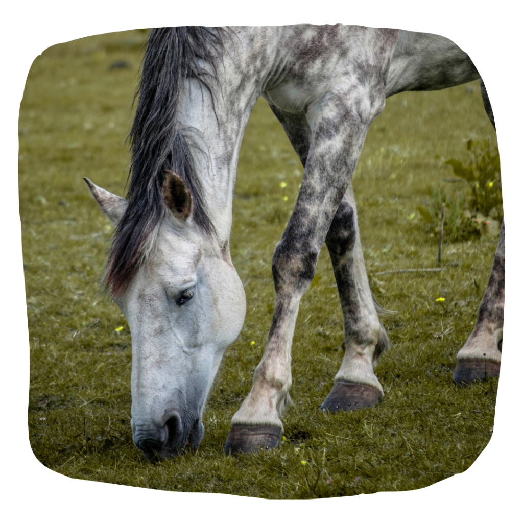 horse grazing can there be a risk of laminitis?