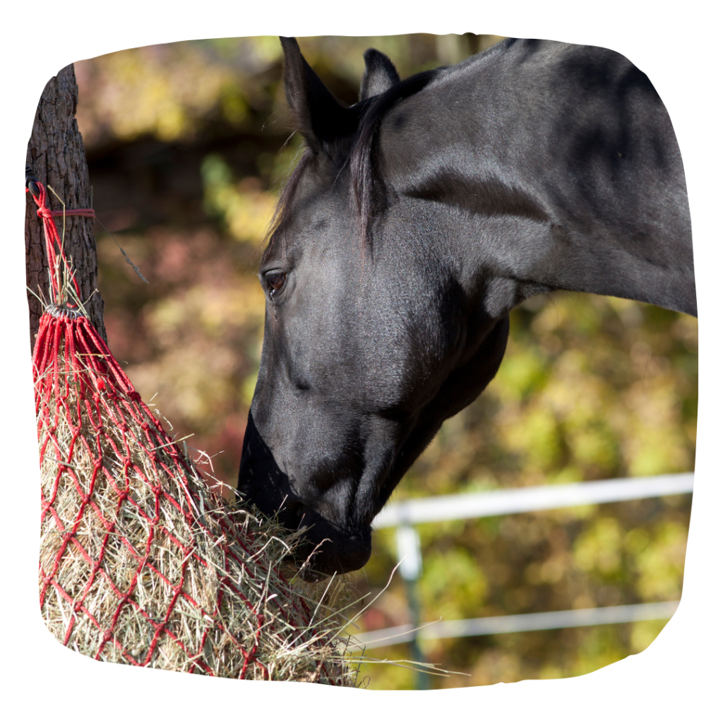 horse outdoors eating hay to help with the risk of laminitis