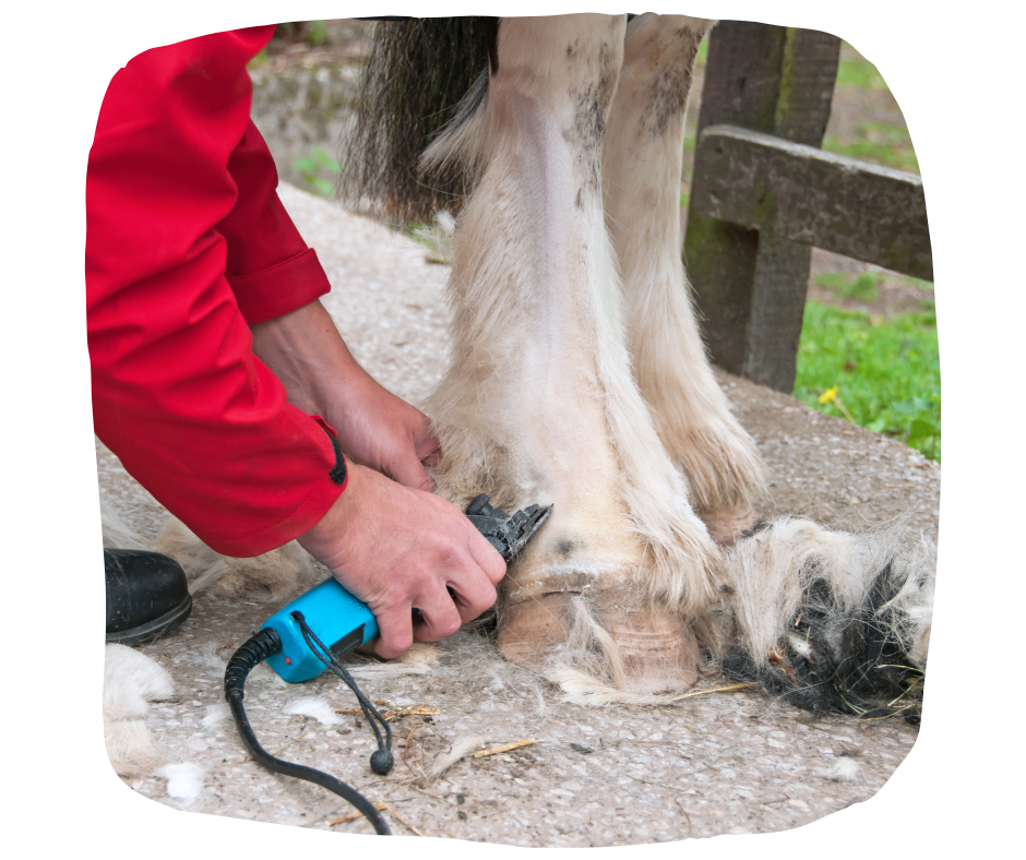 Clipping feathers may help with managing CPL