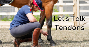 Let's Talk Tendons