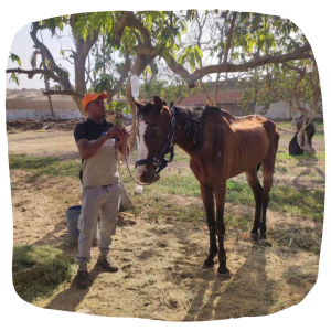 A horse at PFK receiving treatment