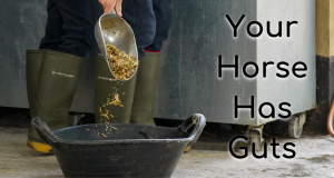 Your Horse Has Guts