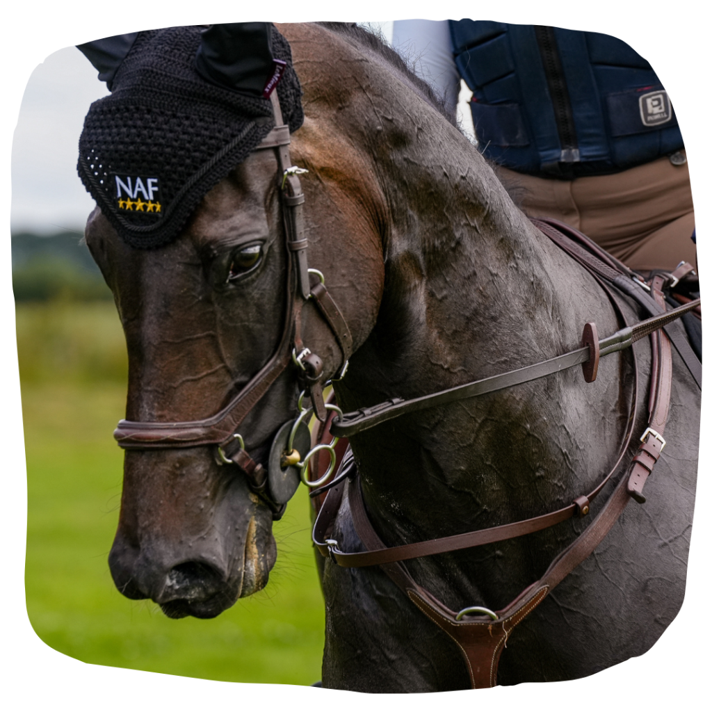 Horse working in bridle